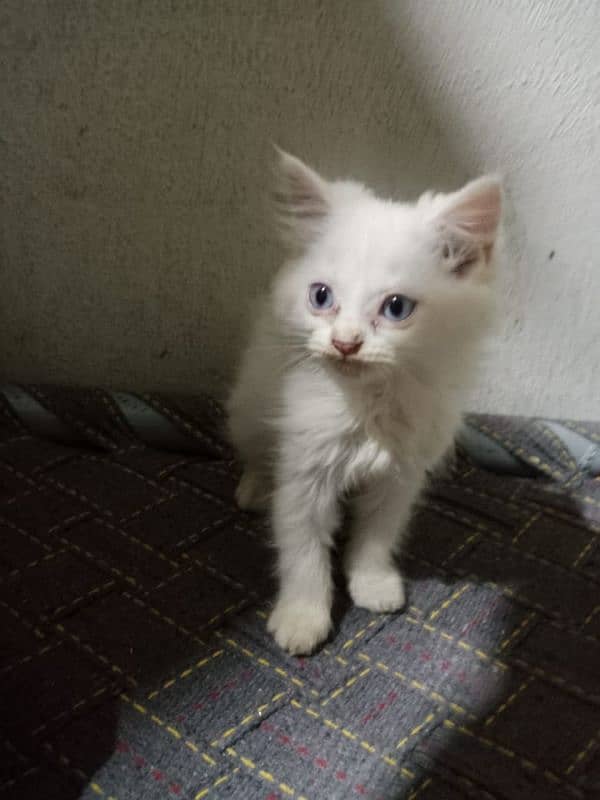 white Persian triple coated kitten with sky blue eyes 1