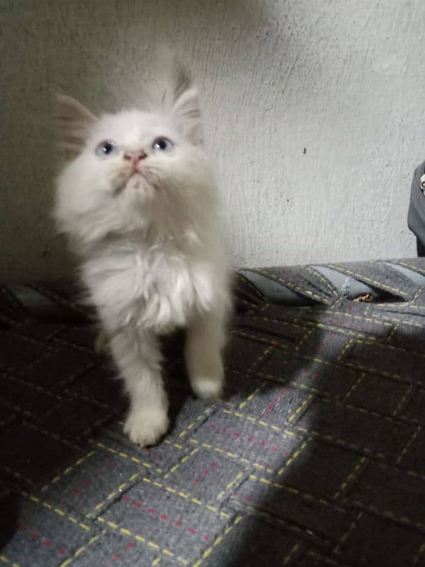 white Persian triple coated kitten with sky blue eyes 2