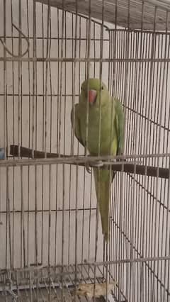 Green Female Breeder parret 03084807166