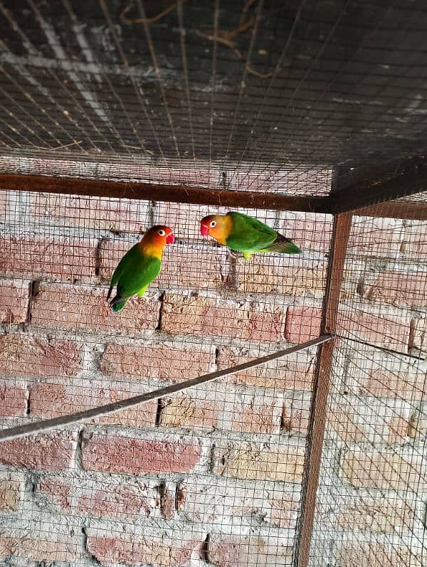 Green Fisher pair and lotino persnata split pair and green Opline pair 1