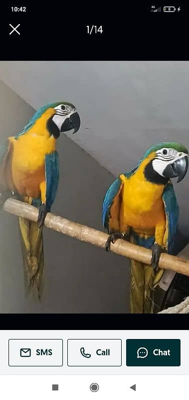 blue macaw parrot chips for sale 0336*51*30*711 1