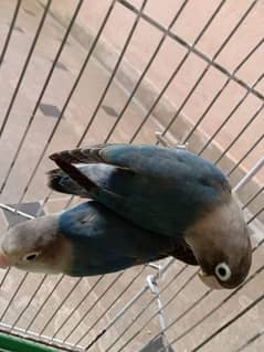 These are lovebirds, visual blue bird's