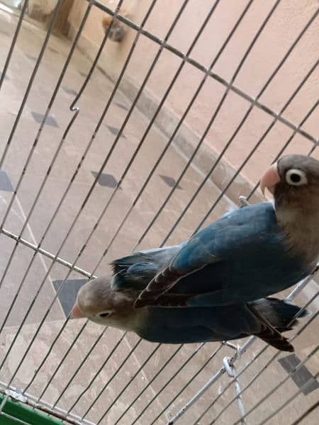 These are lovebirds, visual blue bird's 1