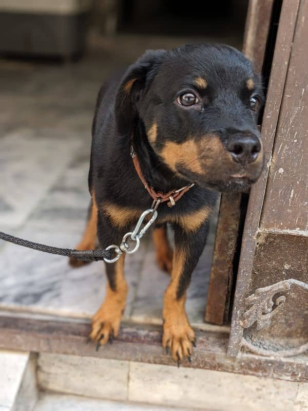 Roman Rottweiler 2