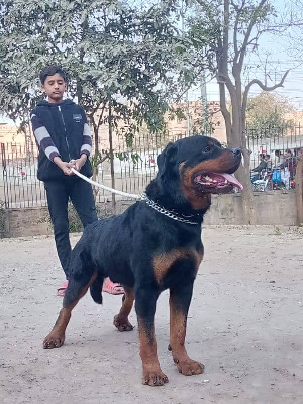 Roman Rottweiler 4