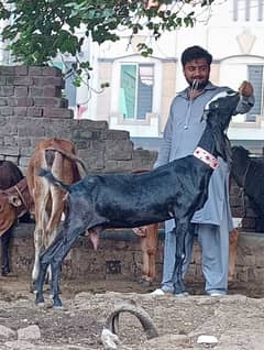 Beetal Gabn Bakri sale