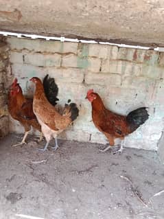 2 Desi breeder murgy available hy .