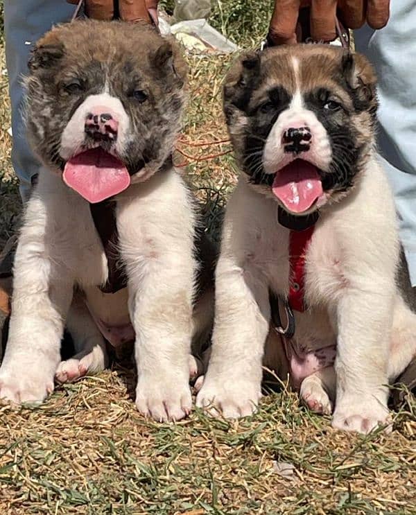 pure Afghan Kochi puppys double Hadi full active for sale 1