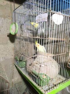 cocktail pair urgent sale with new cage