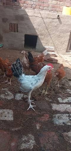 dasi chick's for sale ||Duck