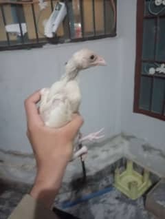 Heera chicks available paper white noknali