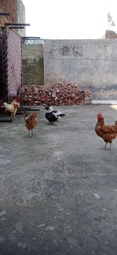 Egg laying 6 hens for sale