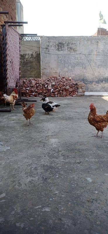 Egg laying 6 hens for sale 0