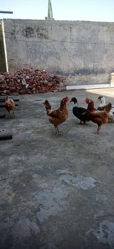 Egg laying 6 hens for sale 2