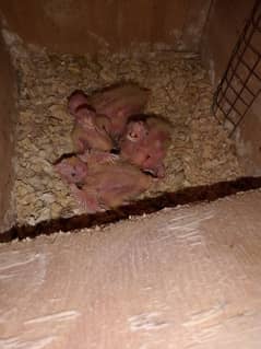 common white red eyes cocktiel chicks