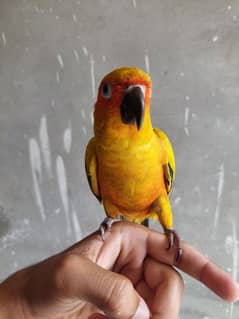 sun conure cnore cunore