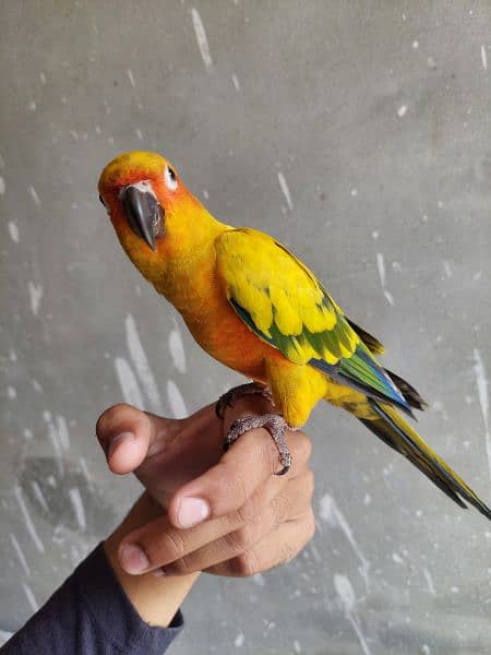 sun conure cnore cunore 1