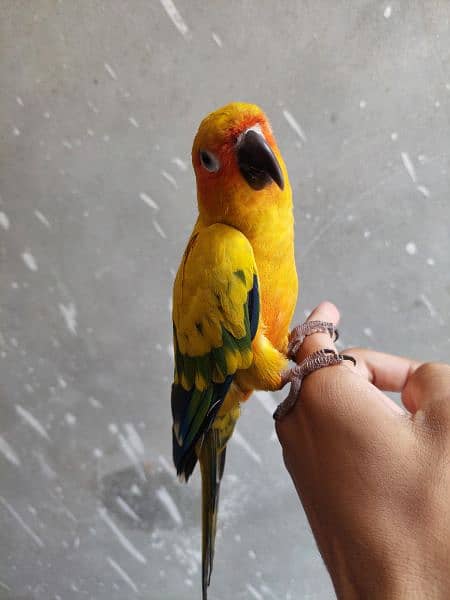 sun conure cnore cunore 2