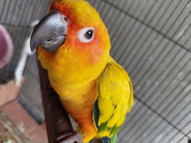 sun conure cnore cunore 3