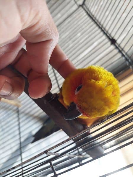 sun conure cnore cunore 4