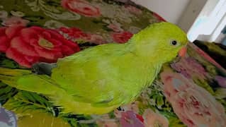 parrot for sale 0