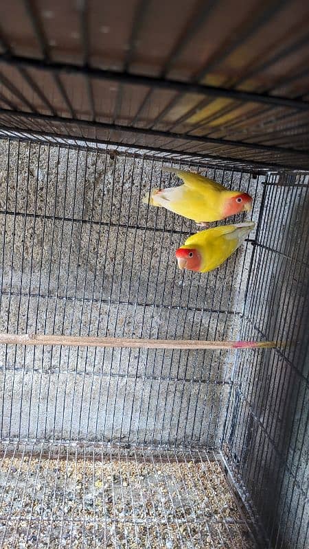 Lutino Love bird 0