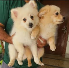 Pure Pedigree Pomeranian Dogs Available for Sale