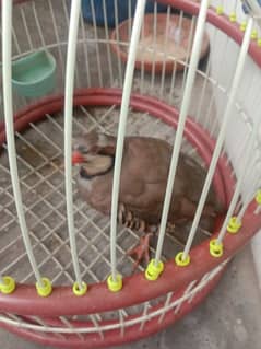 Male bird 8 month old healthy and active sale with cage