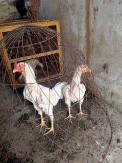 Heera pair for sale