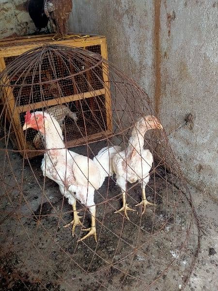 Heera pair for sale 2