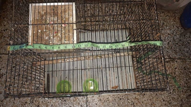 bird cage 3