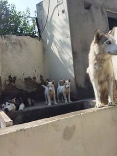 pure white huskey