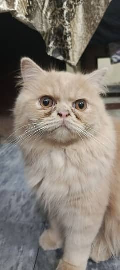 MALE PERSIAN CAT