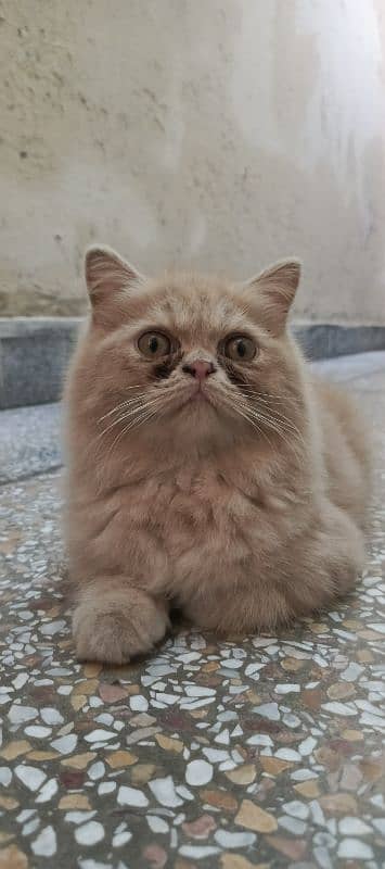 MALE PERSIAN CAT 2