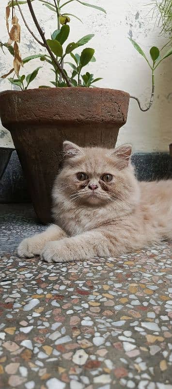 MALE PERSIAN CAT 3