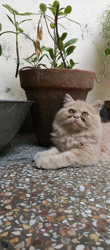 MALE PERSIAN CAT 4