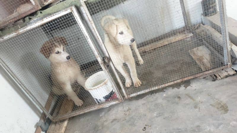 husky  puppy for sell 1