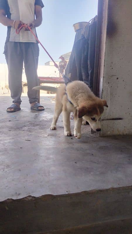 husky  puppy for sell 4