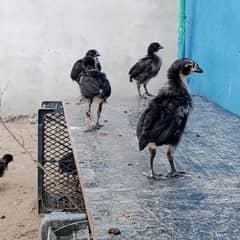 Australorp -25 days old