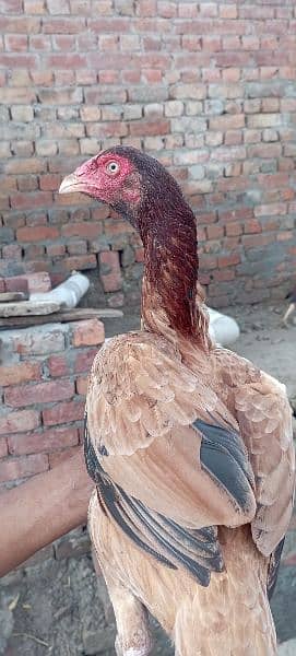 Aseel mainwali hens for sale 1