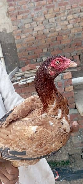 Aseel mainwali hens for sale 2