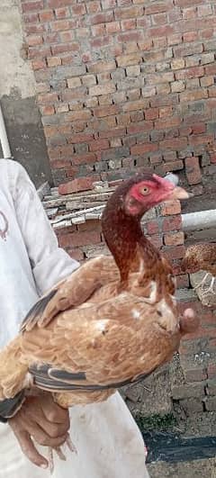 Aseel mainwali hens for sale