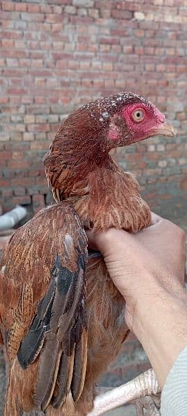 Aseel mainwali hens for sale 3