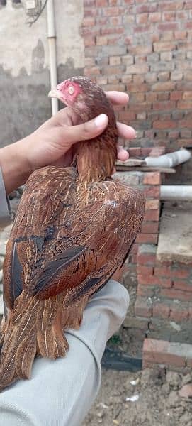 Aseel mainwali hens for sale 4