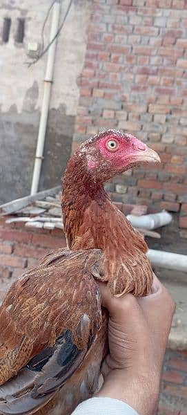 Aseel mainwali hens for sale 6