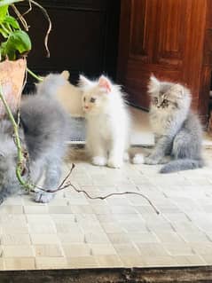 Persian kittens , 3 male 2 female. age 8weeks