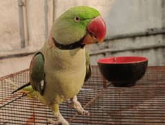 talking raw parrot. . . urgent sale