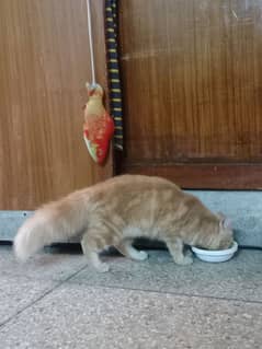 Female Persian cat only 7000 urgent sale