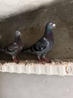 Qasid pigeon