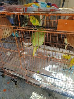 green leg parrot pair and one pattha parrot